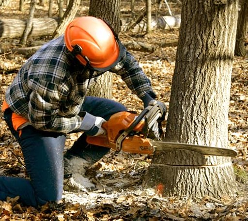 Tree Removal in Colon, MI
